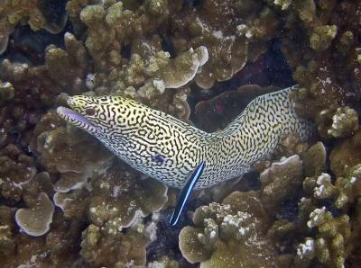 Murène sp.
Nettoyeur commun (Labroides dimidiatus)
Baie de Tadine (Ile de Maré)