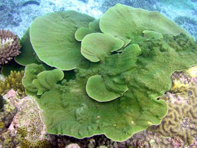 Corail madrpore
Montipora sp. ?