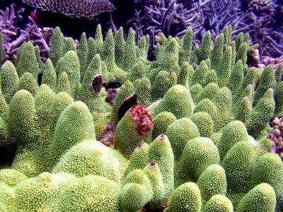 Corail madrpore
Acropora robusta ?