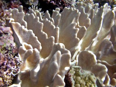 Corail alcyonaire
Sarcophyton sp. ?