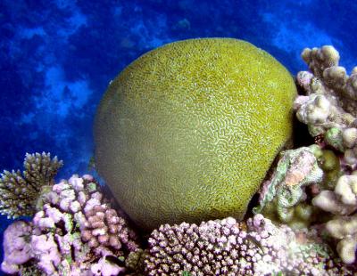 Corail madrpore 
Platygyra sp.
