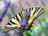 papillon