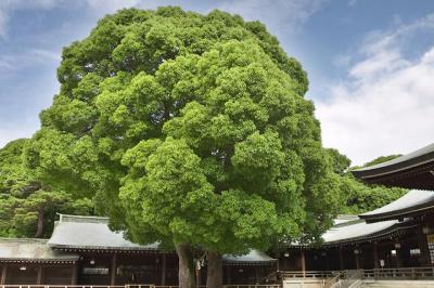 Meiji-Tree_DRI_CRW_v2_7067.jpg
