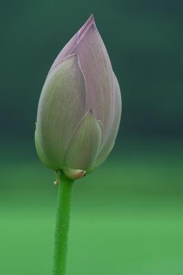 Lotus_CRW_7196.jpg
