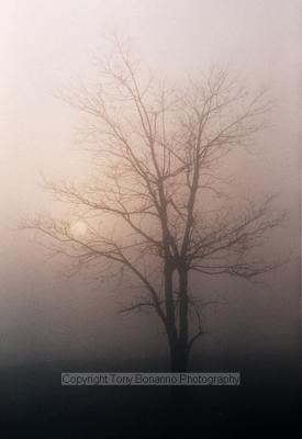 Tree & Fog