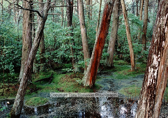 White Cedar Swamp