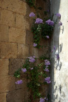 Wall flower, Naples