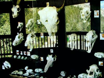 Sinks Canyon Visitor Center Habitat Skulls
