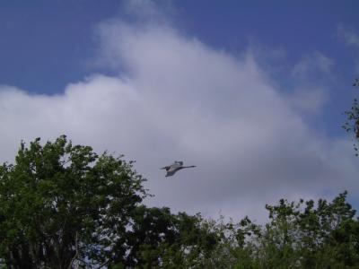Gliding...