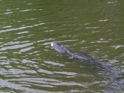 The alligators start to come out.