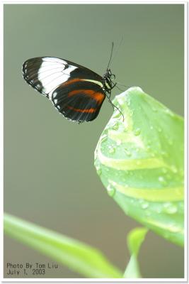 Butterfly (D60ksɭ)
