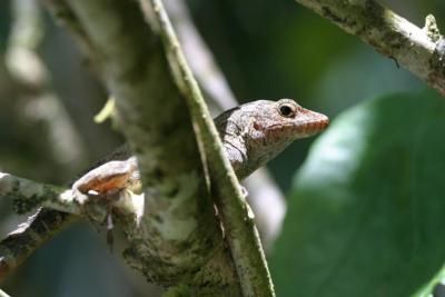 Lizard