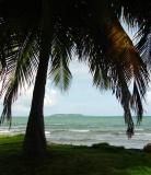 Palm View