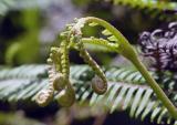 Fern Unferl