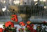 Flowers and Fountain