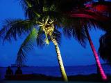 Palms in the Night