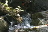 Fern and Stream