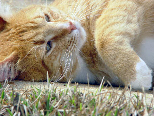 Sarge the Cat