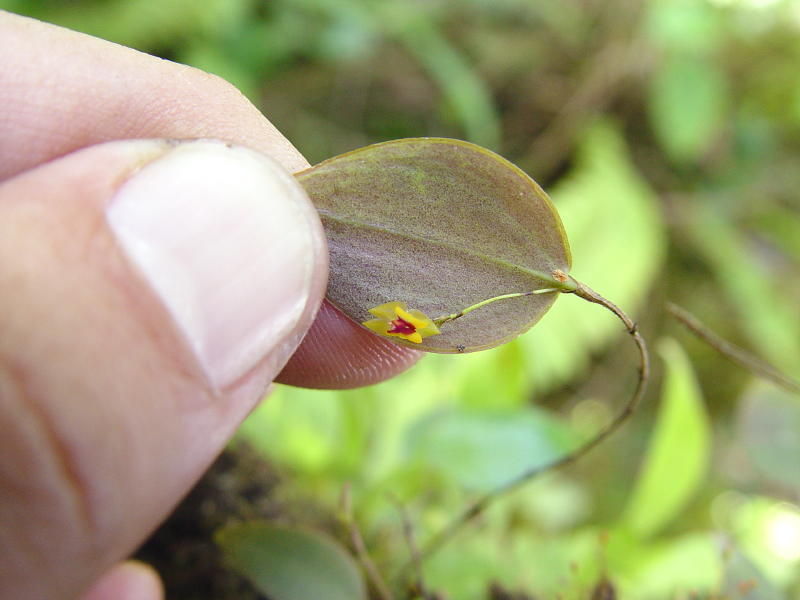 Worlds Smallest Orchid
