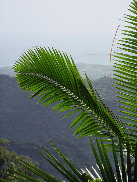 Palm Mountain View