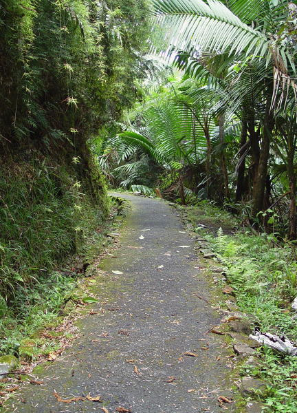 Rain Forrest Trail