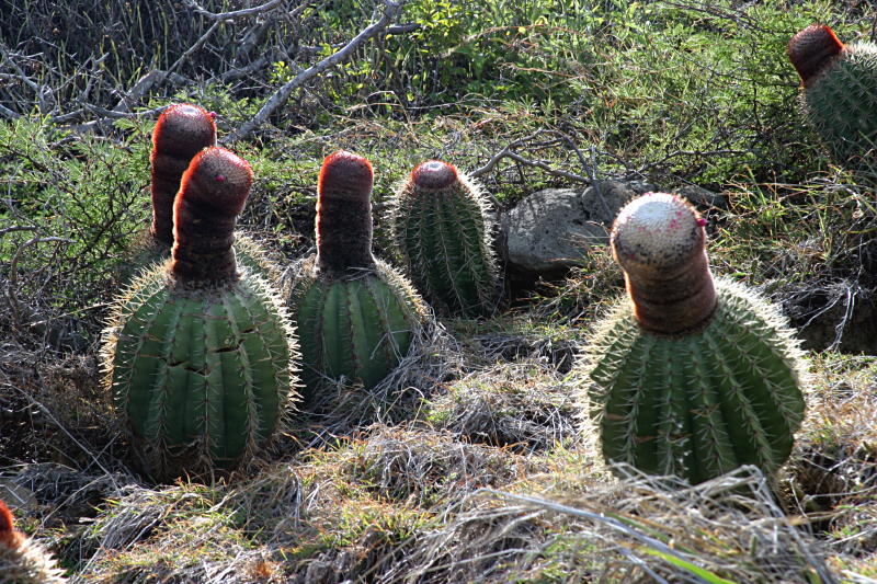 Cacti