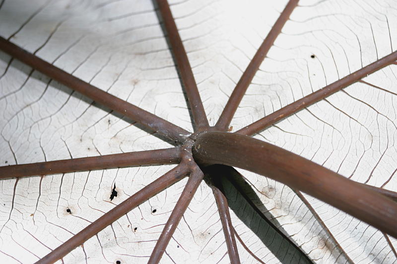 Umbrella Leaf