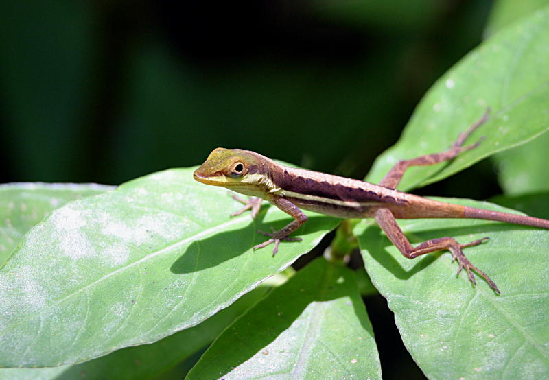 Small Lizard