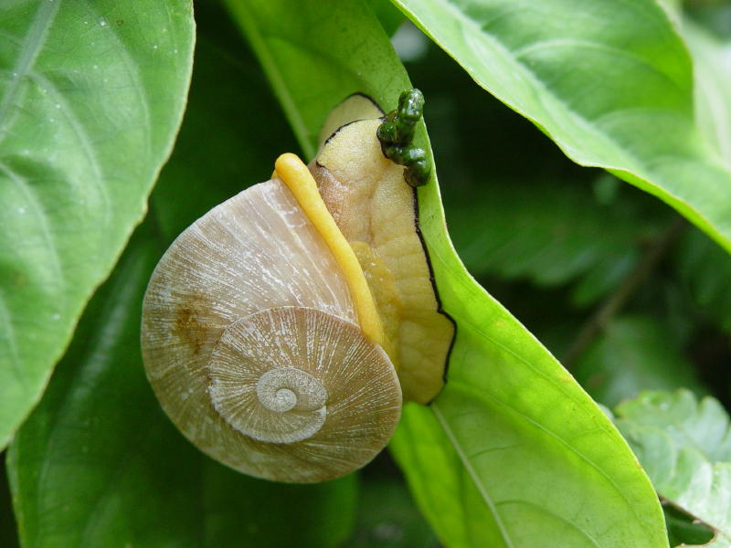 Snail