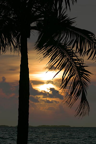 Palm Sunrise