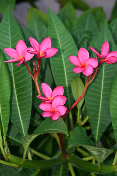 Pink and Green