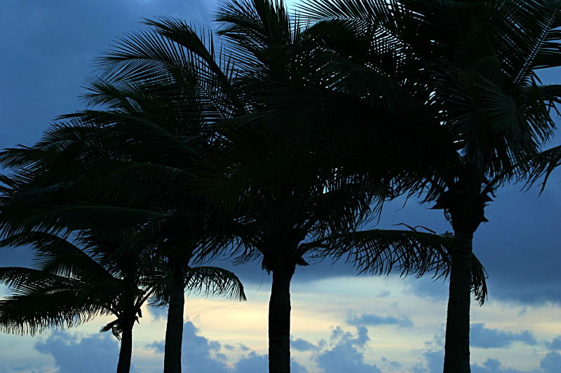 Silouhette Palms