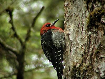 Red-Breasted Sapsucker