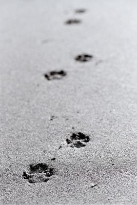 Dog prints in the sand - Tregardock
