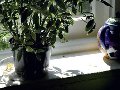 Window Plant Teapot