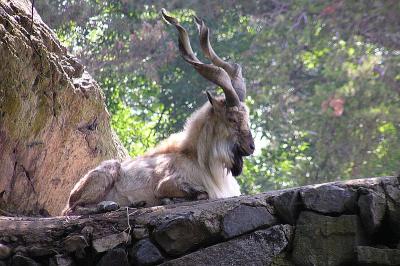 Zoo Pics King of the Mountain.jpg