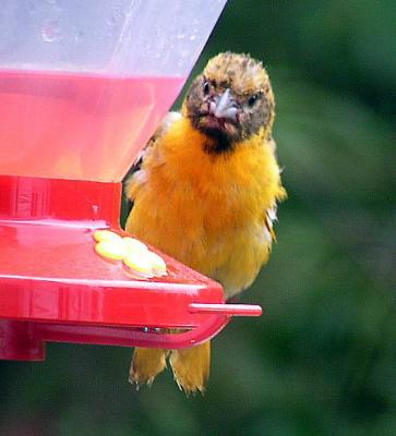 Baltimore Oriole at the feeder