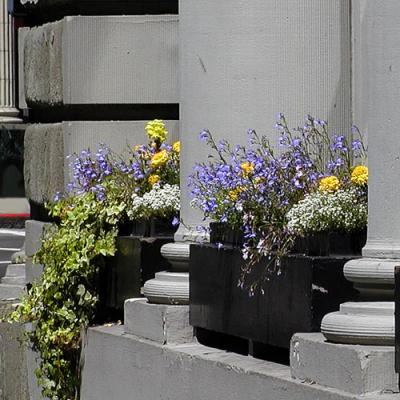 Flowers & Cement