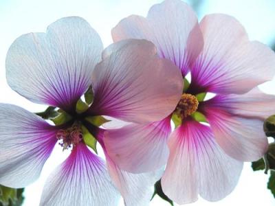 Backlit Flowers