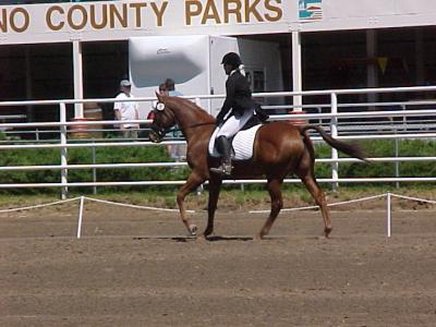 Jack_dressage6.jpg