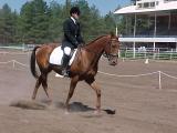 Jack_dressage1.jpg