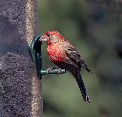 10d house finch4email.jpg