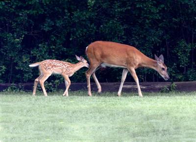 doe and fawn10d4email.jpg