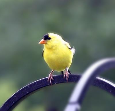 goldfinch10d4email.jpg