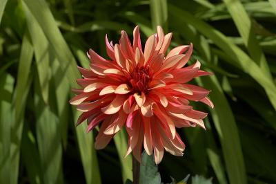u30/wingspar/medium/18924864.dalia01.jpg