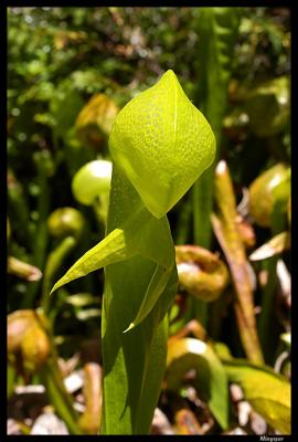 Darlingtonia