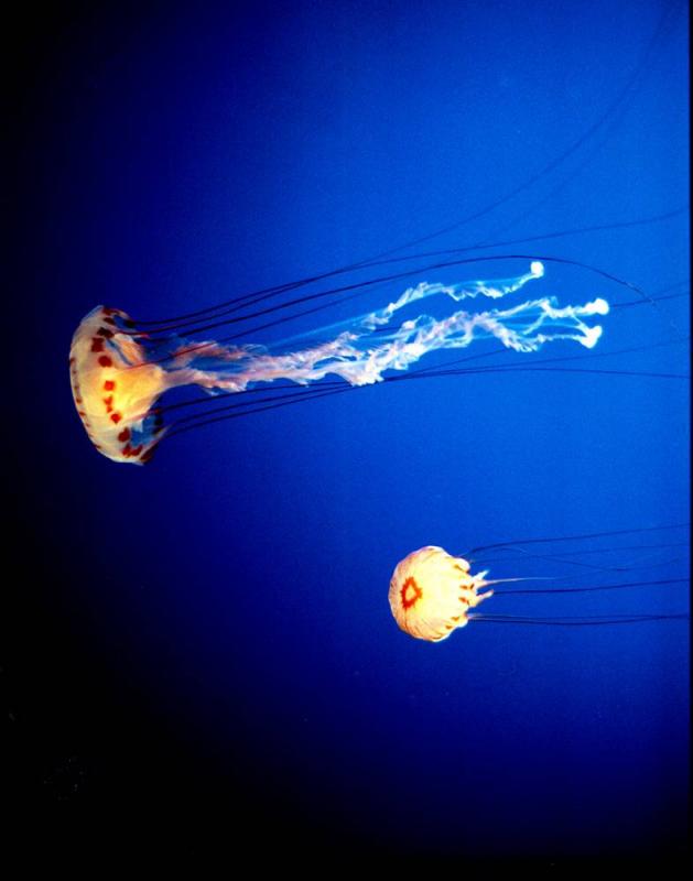 monterey bay aquarium jelly fish