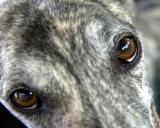 Macro Greyhound