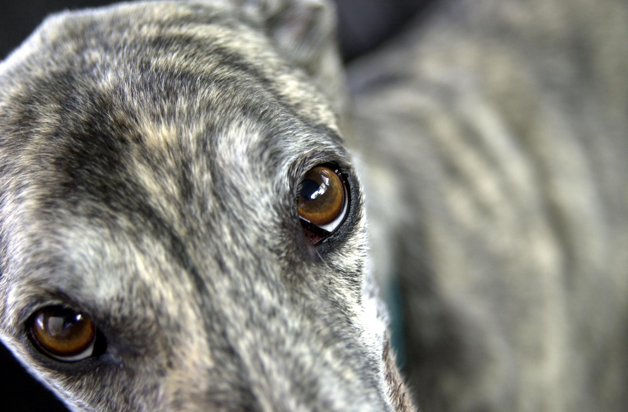 Macro shot of Roman using the Nikon D1 and macro 24-85mm 2.8