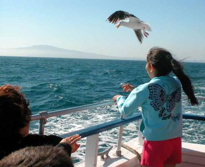Child feeding seagulls on Long Beach July 4, 2003 Harbor cruise